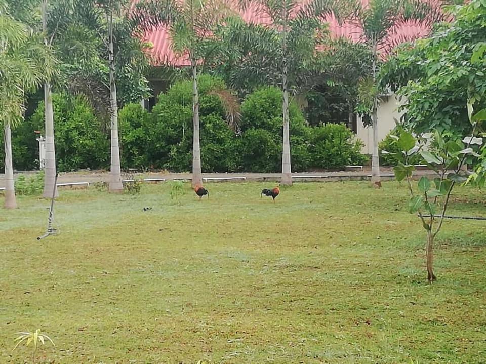 Hotel Tree Garden Wilpaththu Nochchiyagma Anuradhapura Nochchiyagama Exterior foto