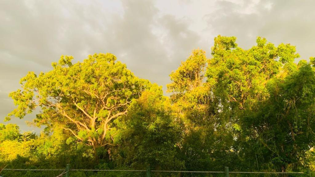 Hotel Tree Garden Wilpaththu Nochchiyagma Anuradhapura Nochchiyagama Exterior foto